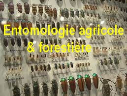 Entomologie agricole et forestiere  / Mr BEGHAMI R